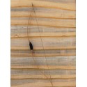 Arc Hybride Oak Ridge Mongo 60"